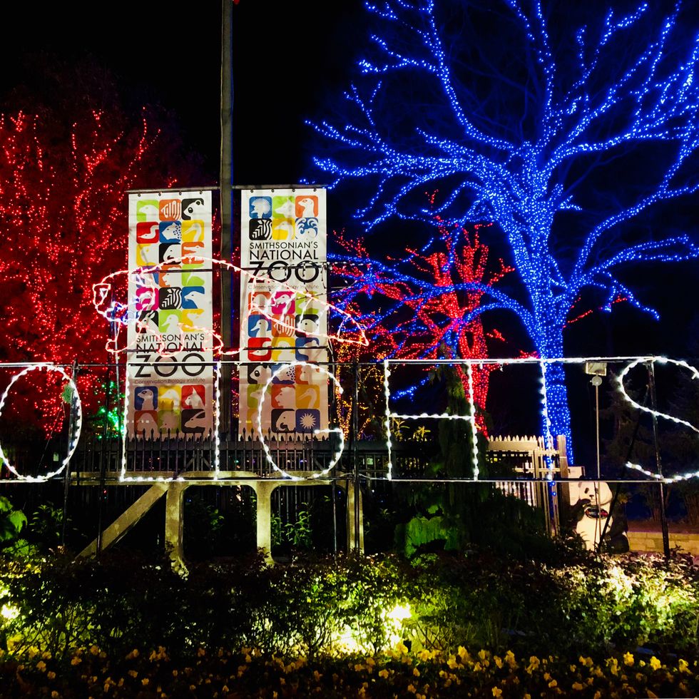 Luces navideñas que deletrean las luces del zoológico con árboles iluminados al fondo.